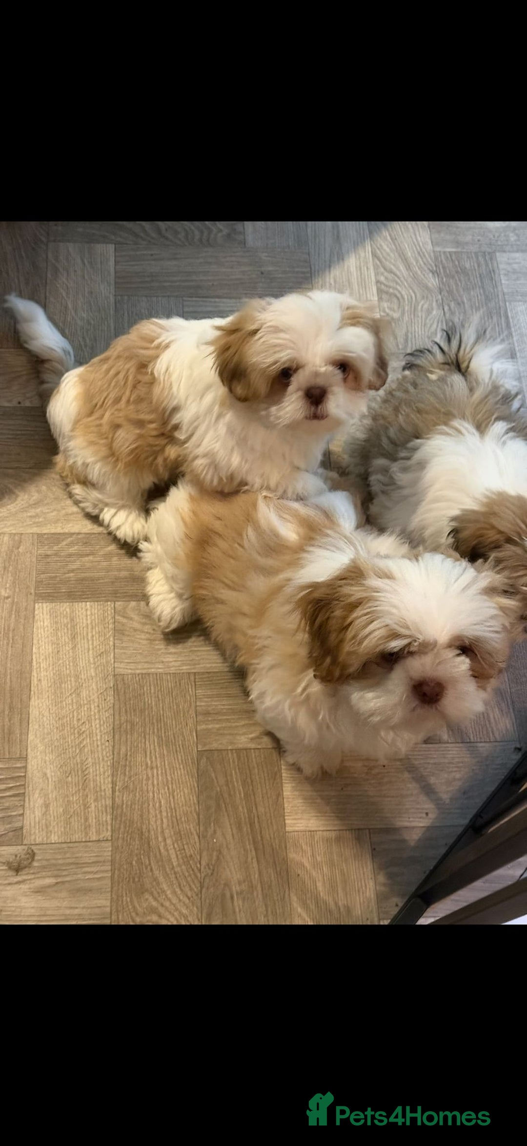 Mixed Breed dogs for sale: 4 beautiful little puppies chihuahua/shih tzu X - Advert 11