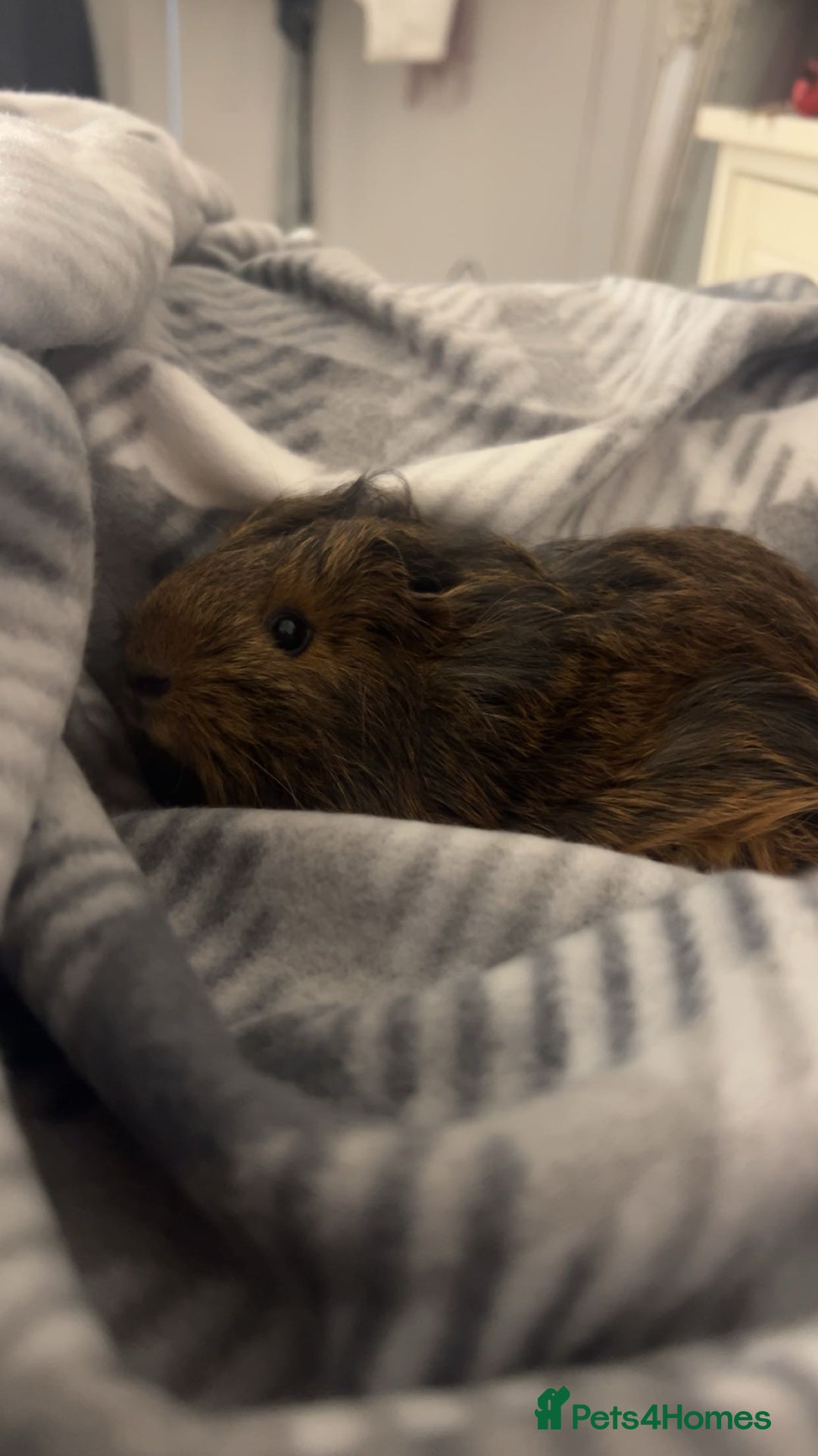 Guinea Pig rodents for sale: Beautiful sow for sale - Advert 1