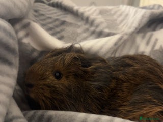 Guinea Pig rodents Beautiful sow for sale - Advert 2