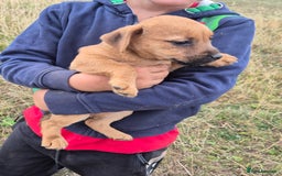 Mixed Breed dogs for sale: 6 lakeland terrier cross bitchs - Image 10