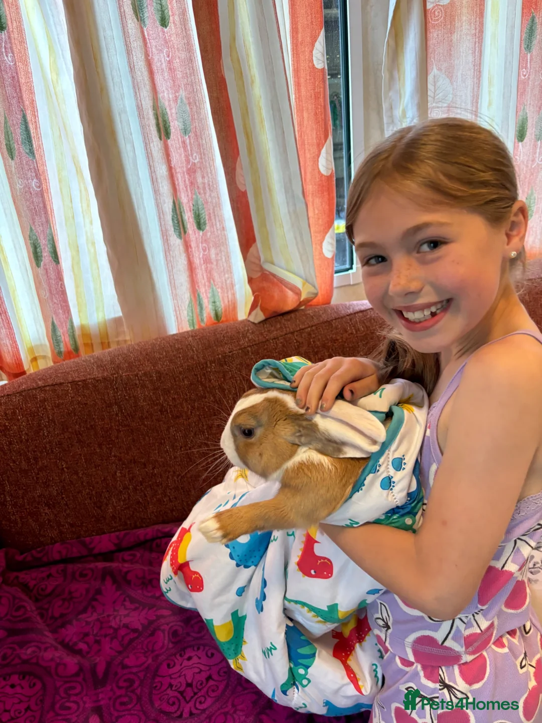 New Zealand rabbits for sale: Stunning house bunny with vaccinations  - Advert 2