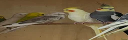 Mixed Breed birds for sale: Cockatiels, kakarikis & budgies  - Advert 7
