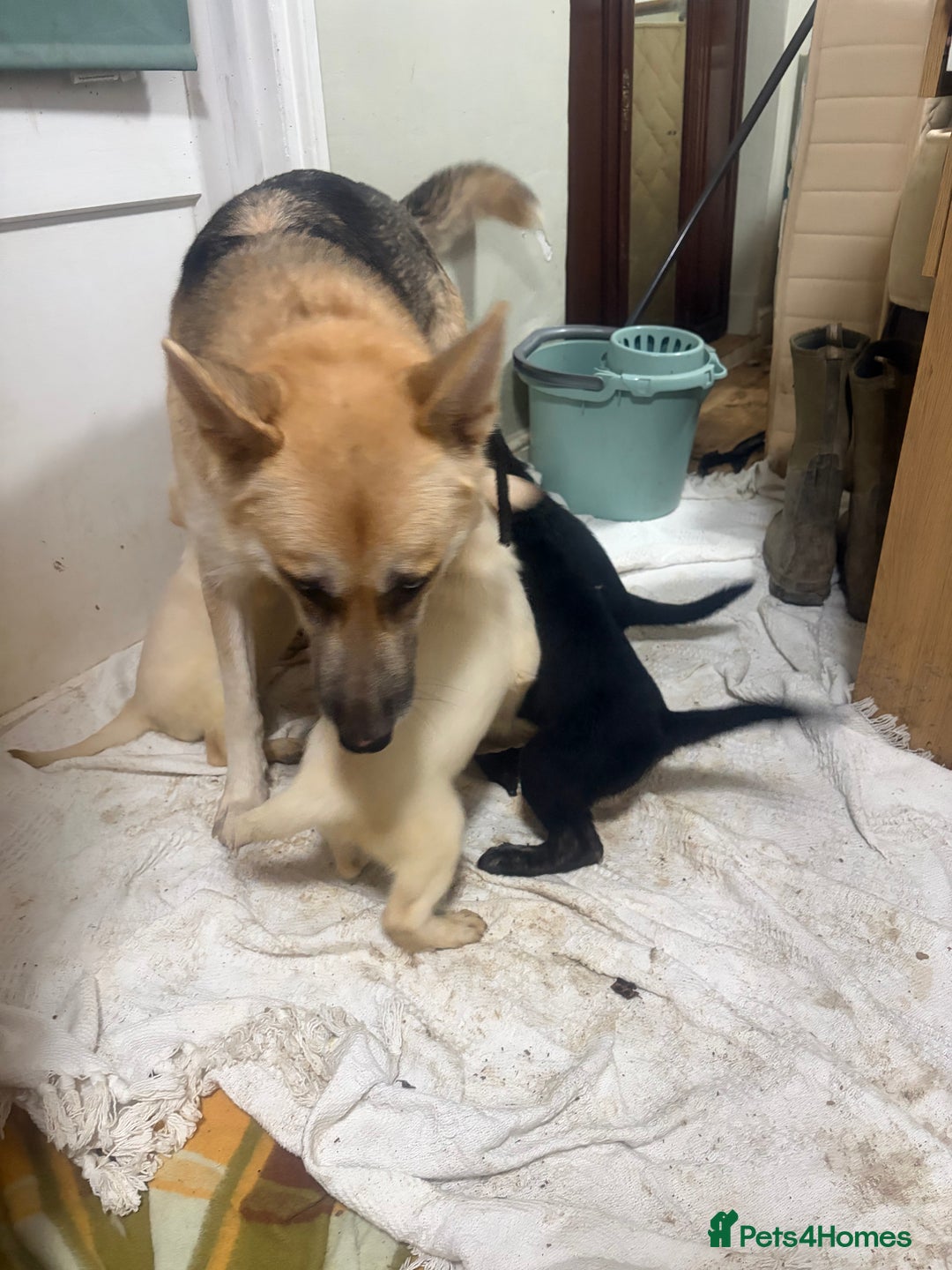 Mixed Breed dogs for sale: Shepsky x Labrador  - Advert 2