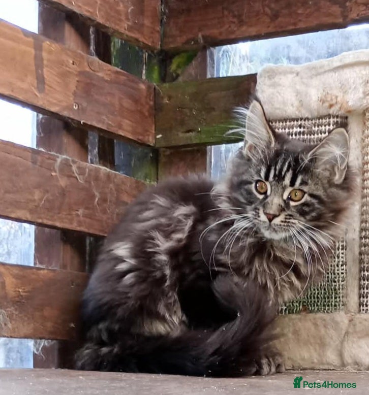 Maine Coon cats Maine coon XL pedigree active - Advert 3