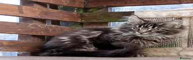 Maine Coon Kitten 2