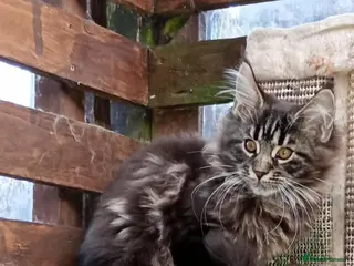 Maine Coon cats Maine coon XL pedigree active - Advert 3