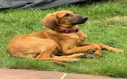 Mixed Breed dogs for adoption: Wren (Hound/Shepherd mix) - Image 5