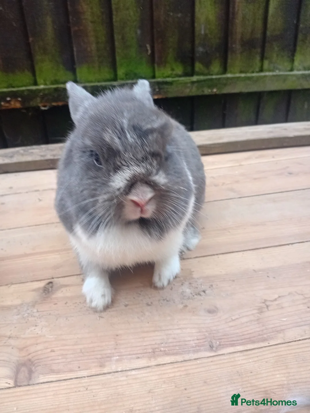 Netherland Dwarf rabbits for sale: Netherland dwarf young adults  - Advert 1