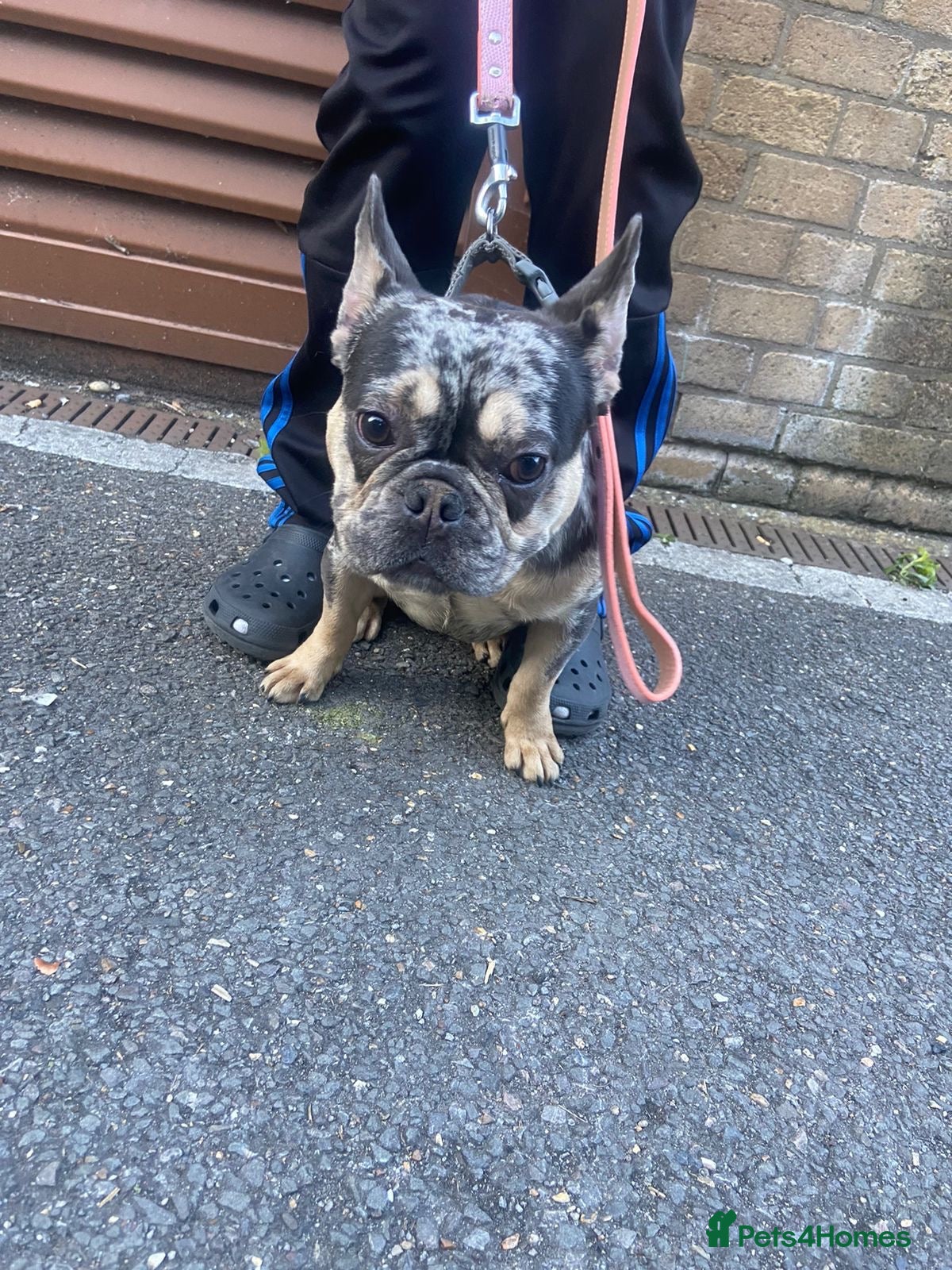 French Bulldog dogs True type french bulldog  - Advert 18