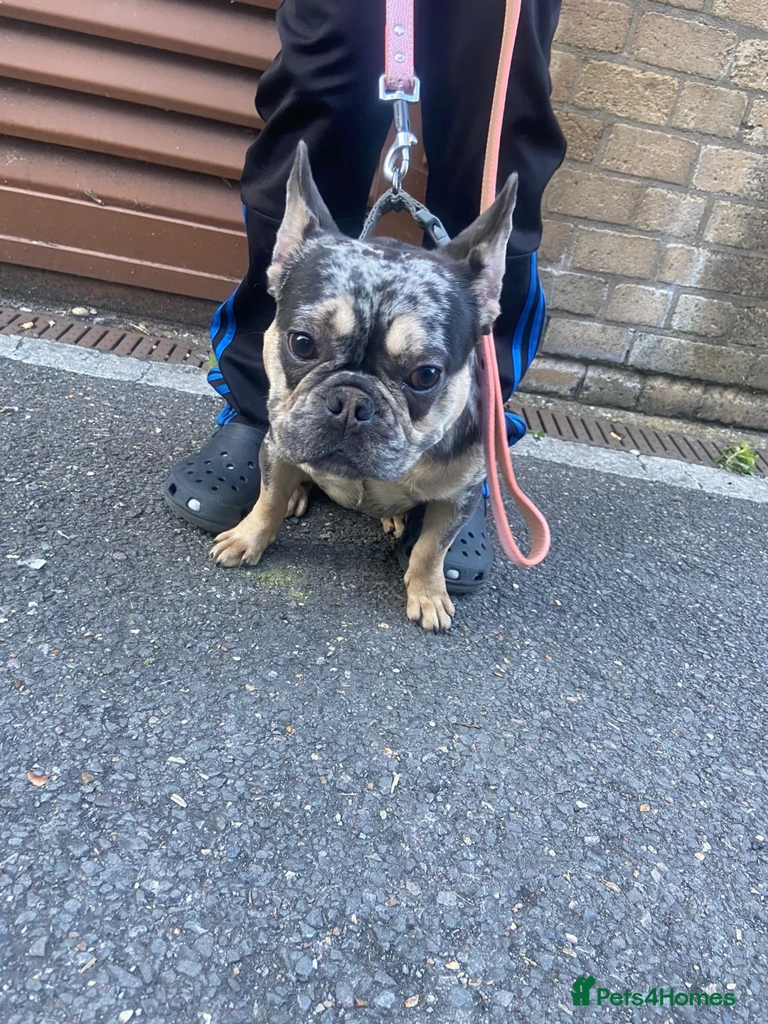 French Bulldog dogs for sale: True type french bulldog  in Edgware - Advert 1