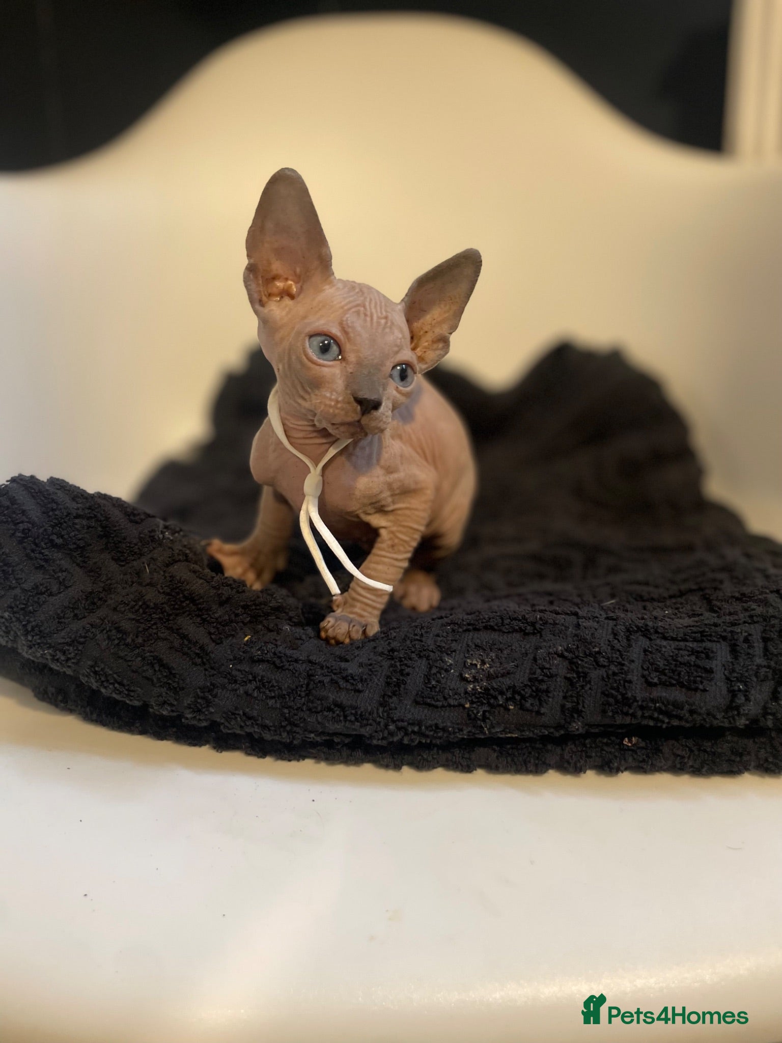 Sphynx cats     Exceptional TICA Sphynx Kittens  - Advert 4