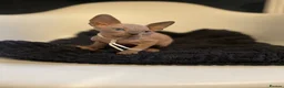 Sphynx cats for sale:     Exceptional TICA Sphynx Kittens  - Advert 2