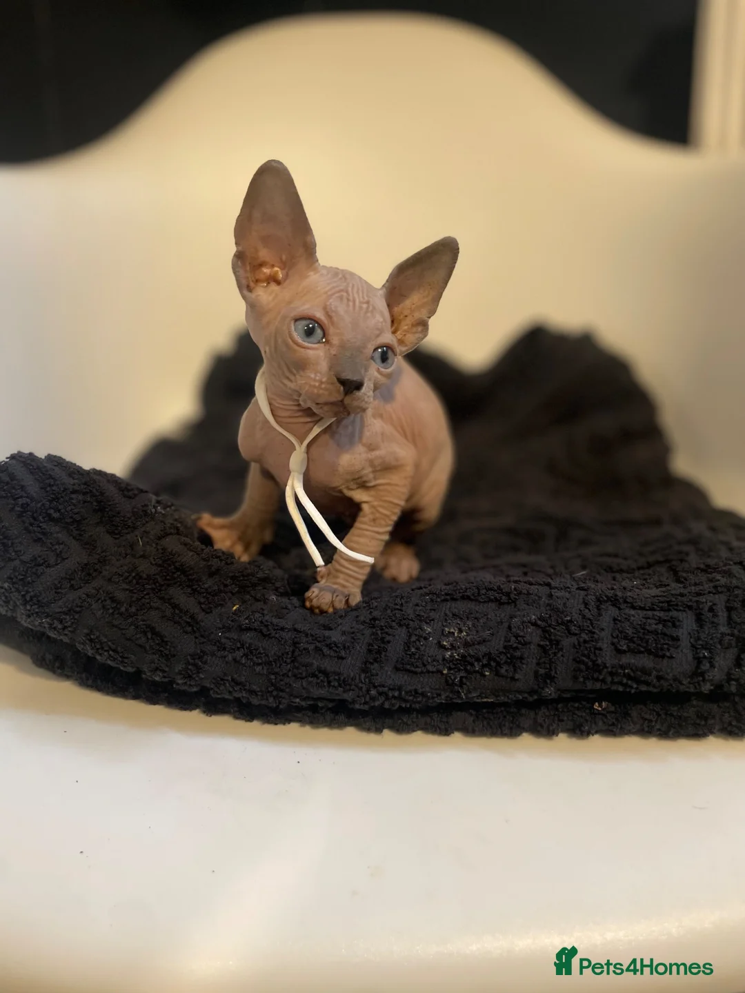 Sphynx cats for sale:     Exceptional TICA Sphynx Kittens  - Advert 2
