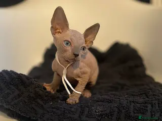 Sphynx cats Exceptional TICA Sphynx Kittens - Advert 4