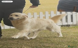 Golden Retriever dogs for sale: Champion line KC reg Golden Retriever pups - Image 17