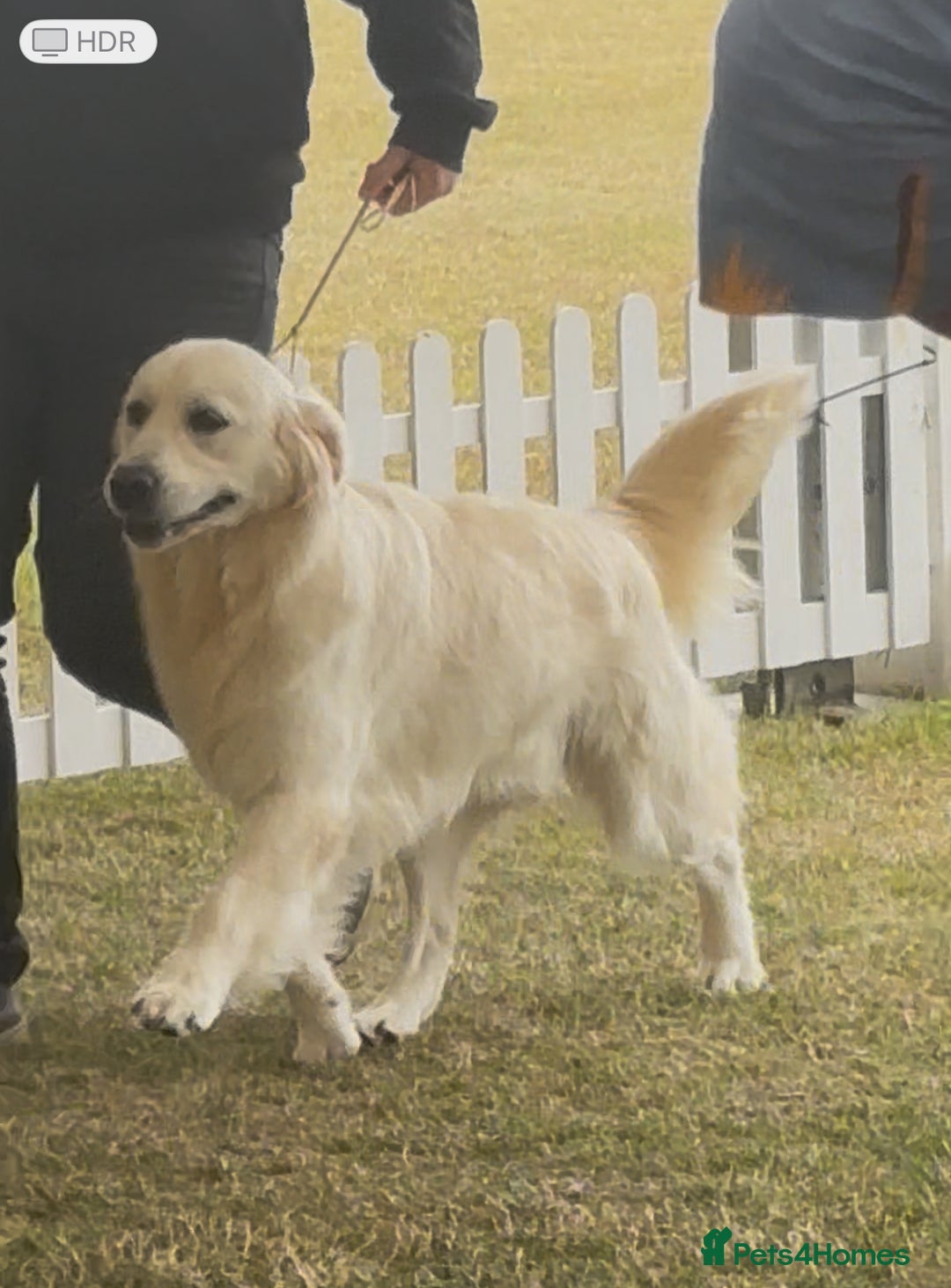 Golden Retriever dogs for sale: Champion line KC reg Golden Retriever pups - Image 17