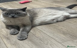British Shorthair cats for sale: Lovely BSH kittens for sale  - Image 13