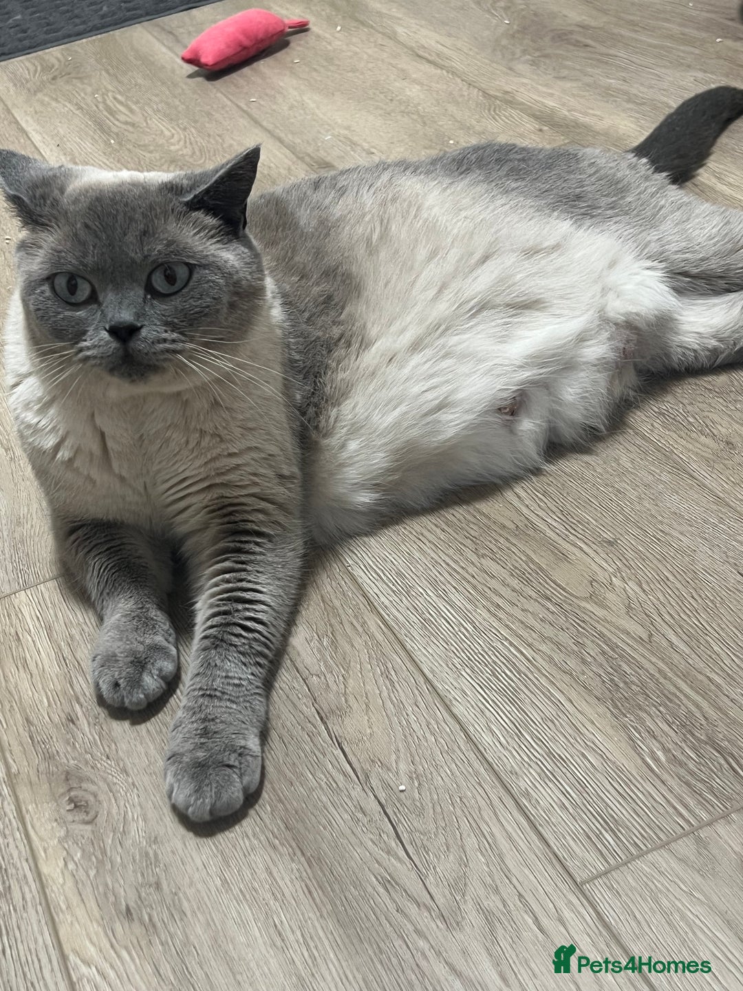 British Shorthair cats for sale: Lovely BSH kittens for sale  - Image 13