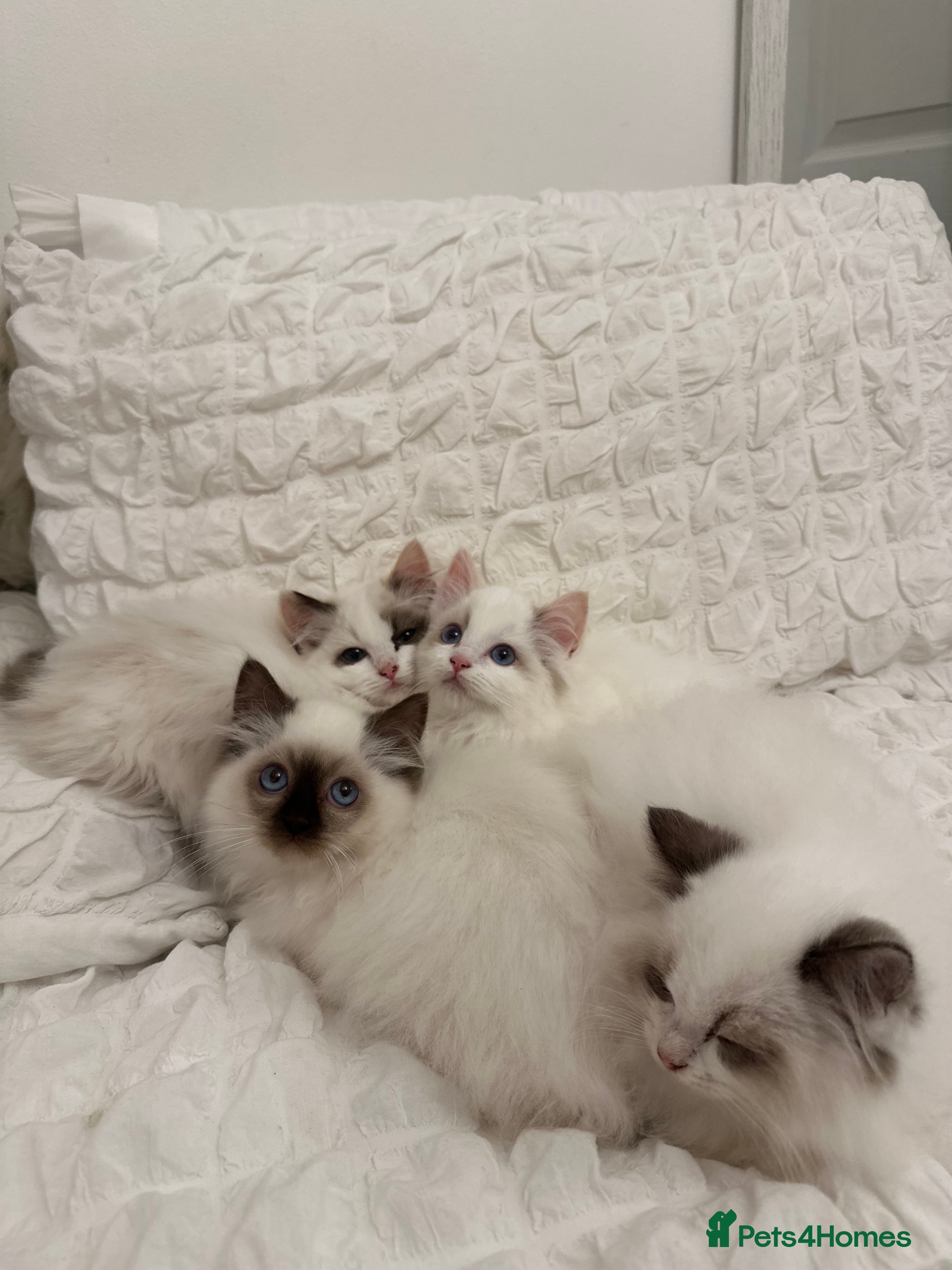 Ragdoll cats Gorgeous full pedigree ragdoll kittens - Advert 1