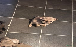 Pug dogs for sale: **Ready to go! 9 week old pug puppies** - Image 2