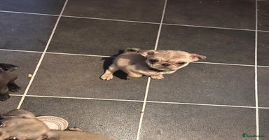 Pug dogs - Advert 6