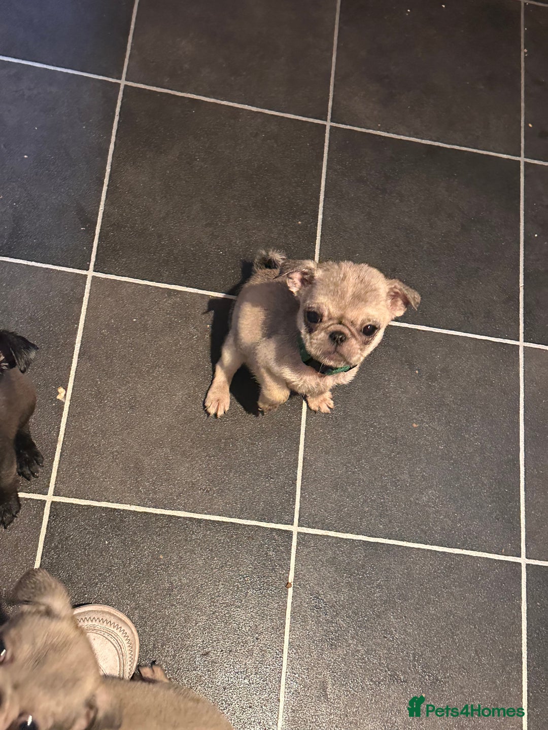 Pug dogs for sale: **Ready to go! 9 week old pug puppies** - Image 2