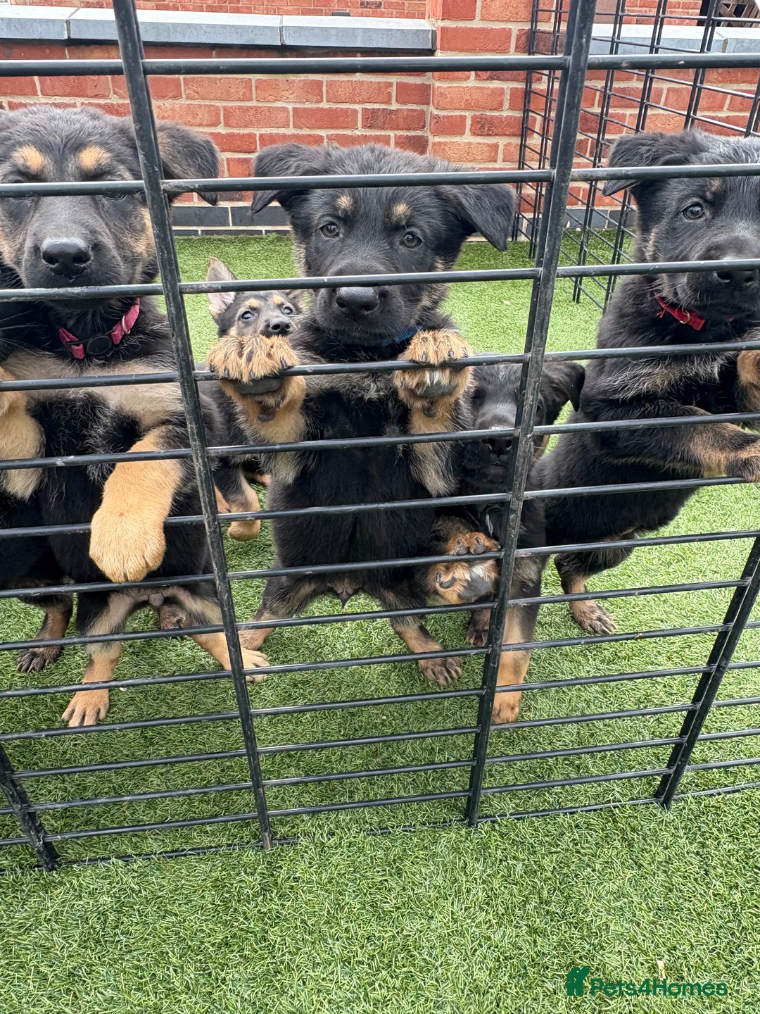 German Shepherd dogs for sale: German shepherd puppies  - Image 1