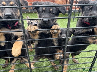 German Shepherd dogs - Advert 27