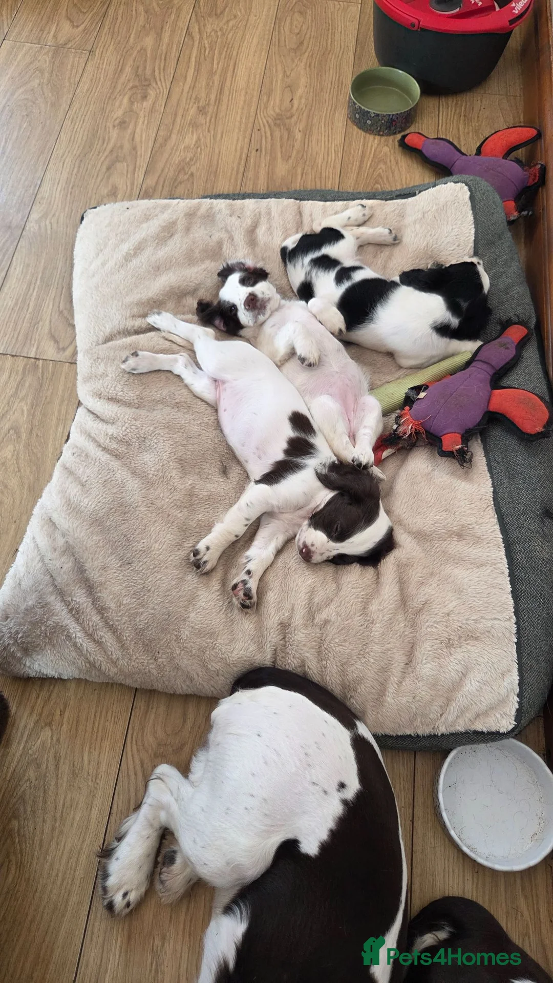 Sprocker dogs for sale: Sprocker girl pup - Advert 9
