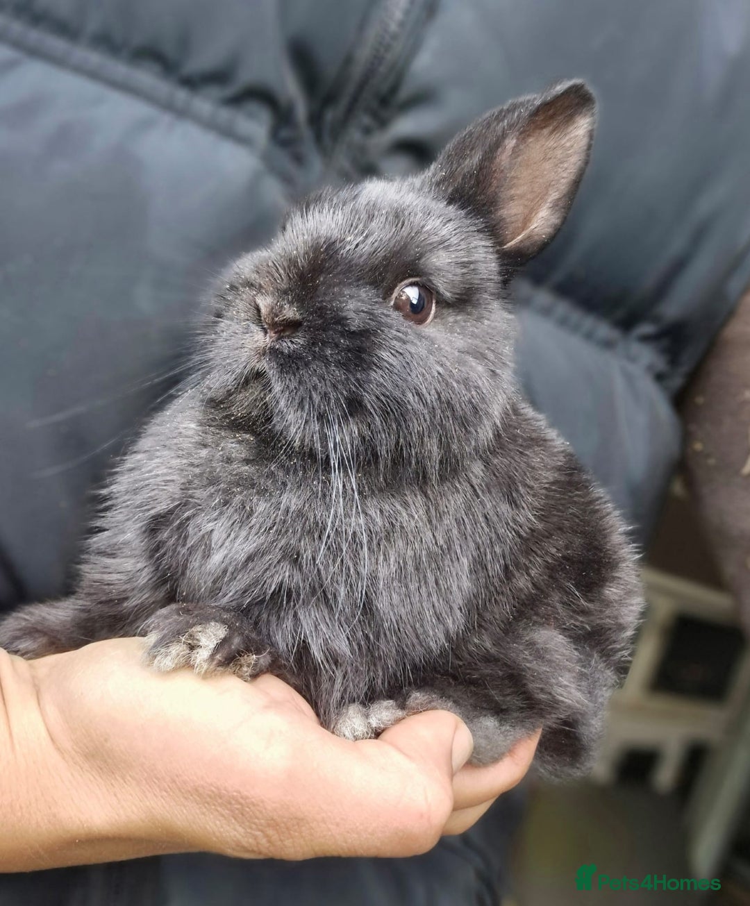 Netherland Dwarf rabbits for sale: Netherland dwalfs - Advert 7