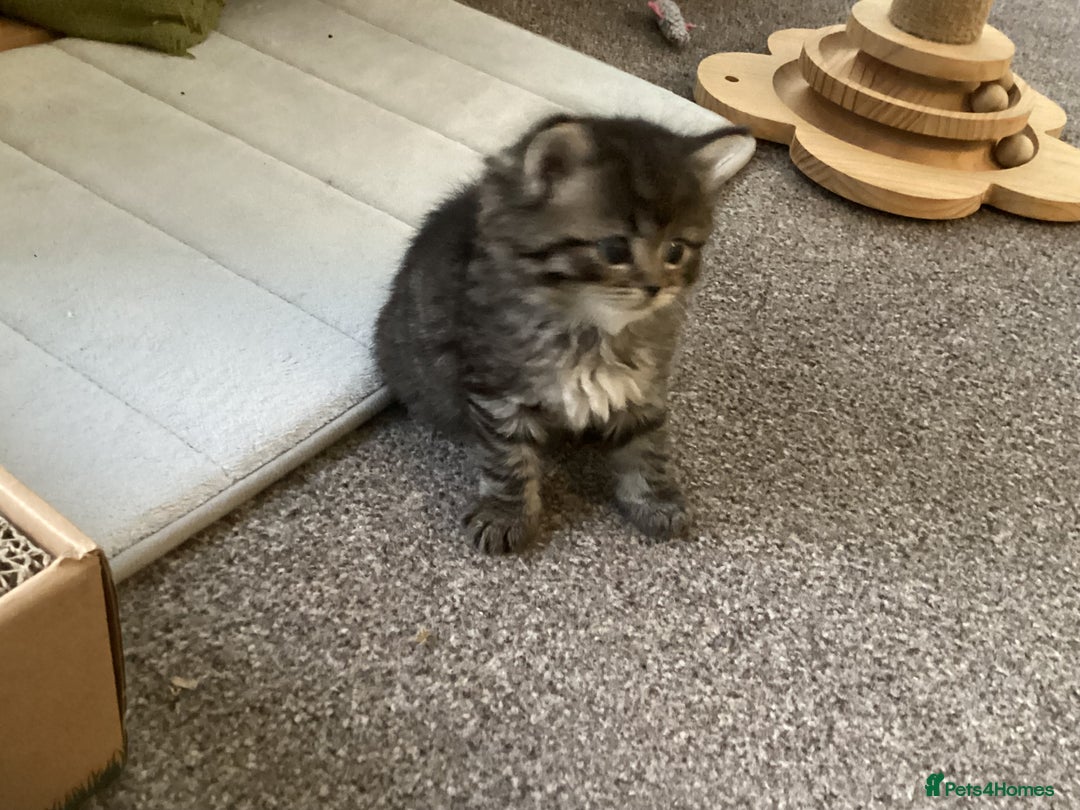 Ragdoll cats for sale: Adorable Ragdoll x Chinchilla Tabby - Image 12