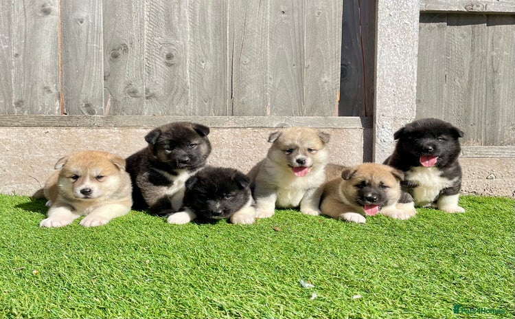 Akita dogs - Advert 2