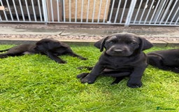 Labrador Retriever dogs for sale: Working Labrador pups for sale  - Image 3