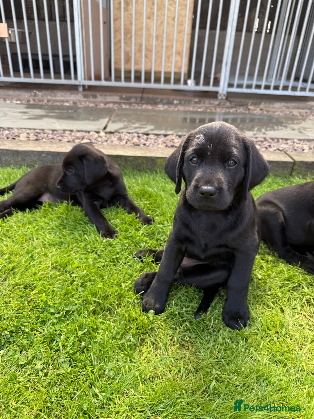 Labrador Retriever dogs for sale: Working Labrador pups for sale  - Image 3