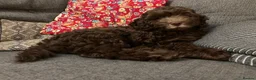 Cockapoo dogs for sale: Beautiful Chocolate Cockerpoo Puppy 10 weeks old  in Colchester - Advert 5