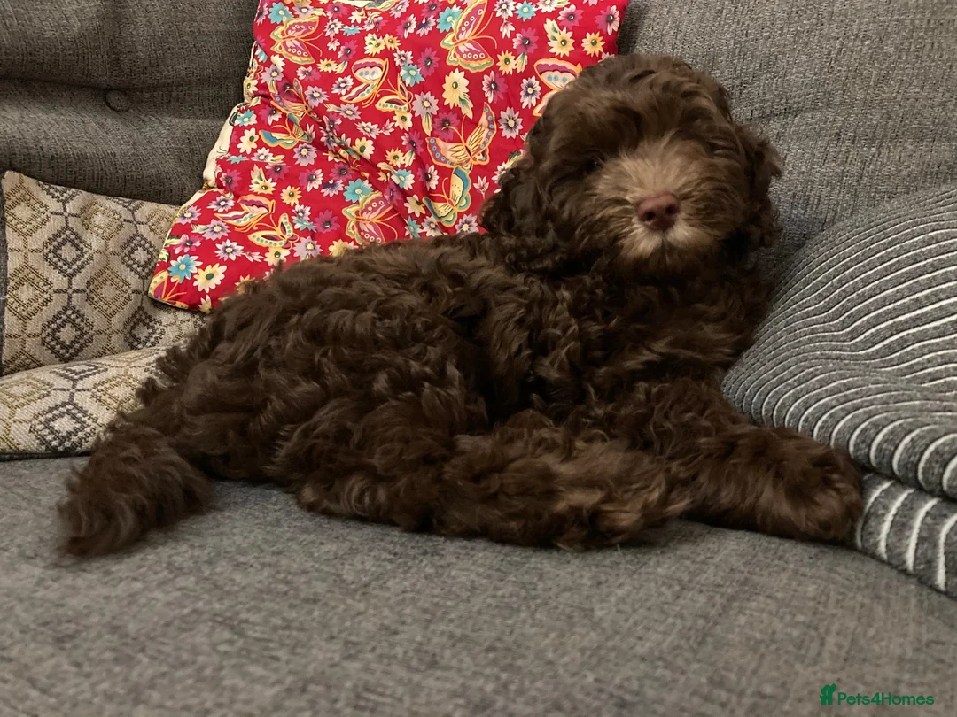 Cockapoo dogs for sale: Beautiful Chocolate Cockerpoo Puppy 10 weeks old  in Colchester - Advert 5