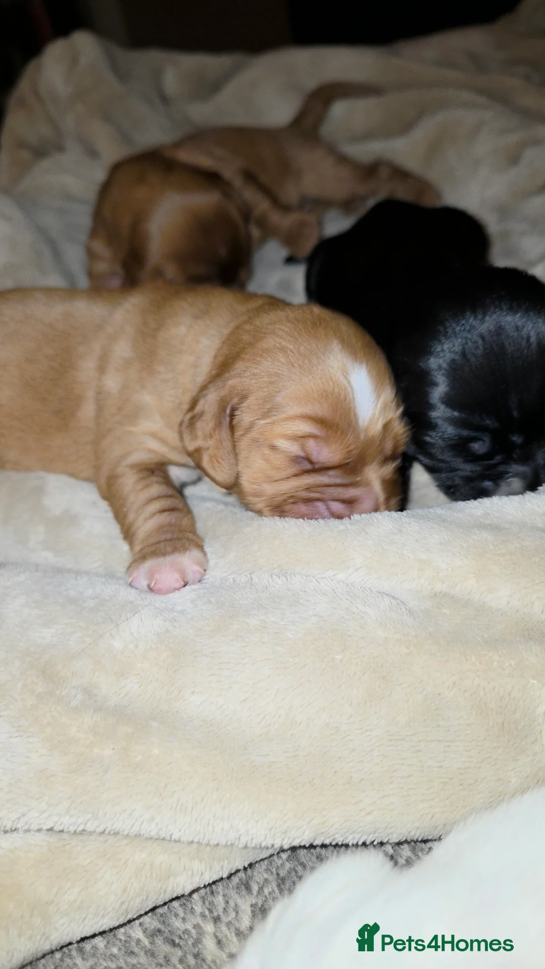 Cocker Spaniel dogs for sale: Cocker spaniel pups ready NEXT WEEK - Advert 13