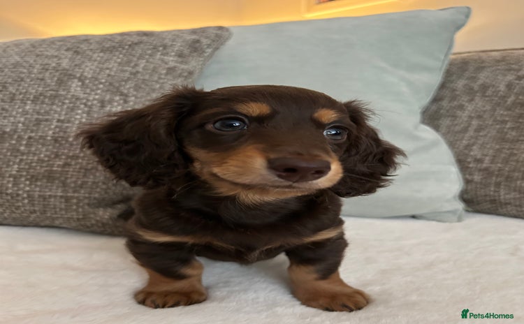 Miniature Dachshund dogs - Advert 3