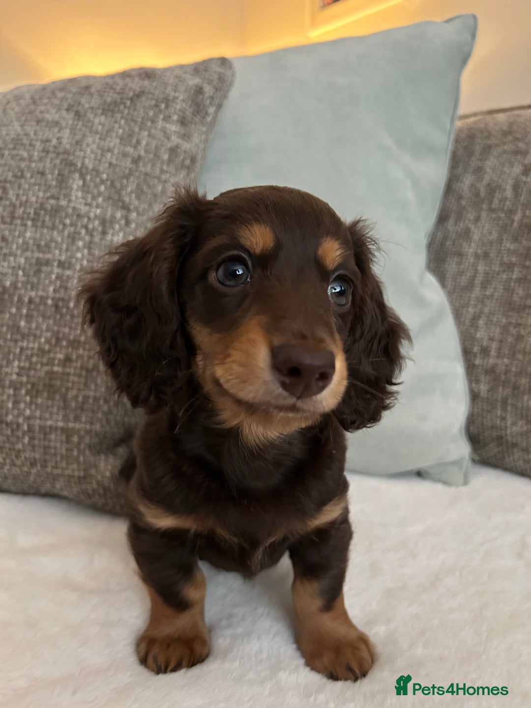 Miniature Dachshund dogs for sale: 🤍🐾🐻STUNNING LONG HAIR CHOC & TAN 🐻🐾🤍 - Image 1