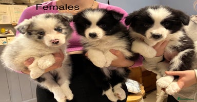 Border Collie dogs - Advert 9