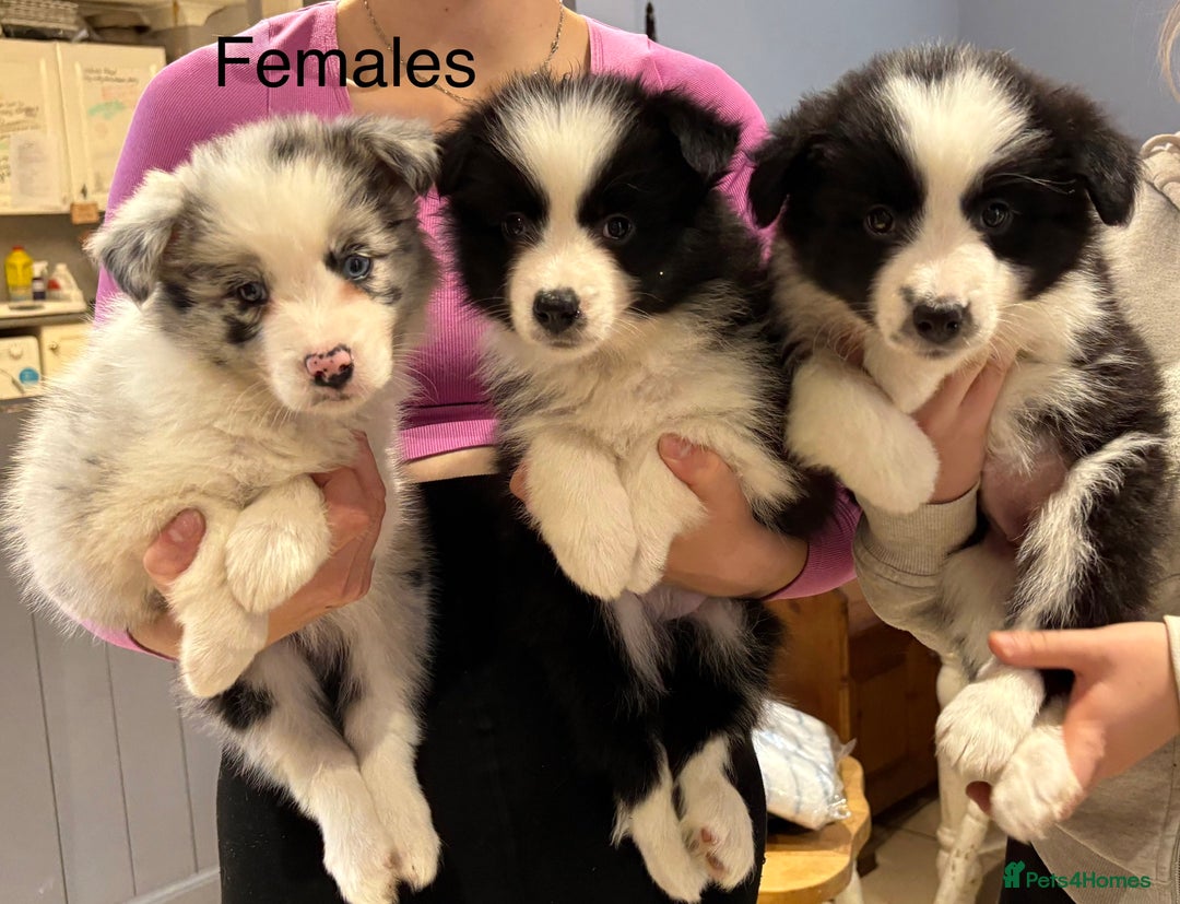 Border Collie dogs for sale: 6 Beautiful B&W & Merle Border Collie Puppies 🐶  - Image 3