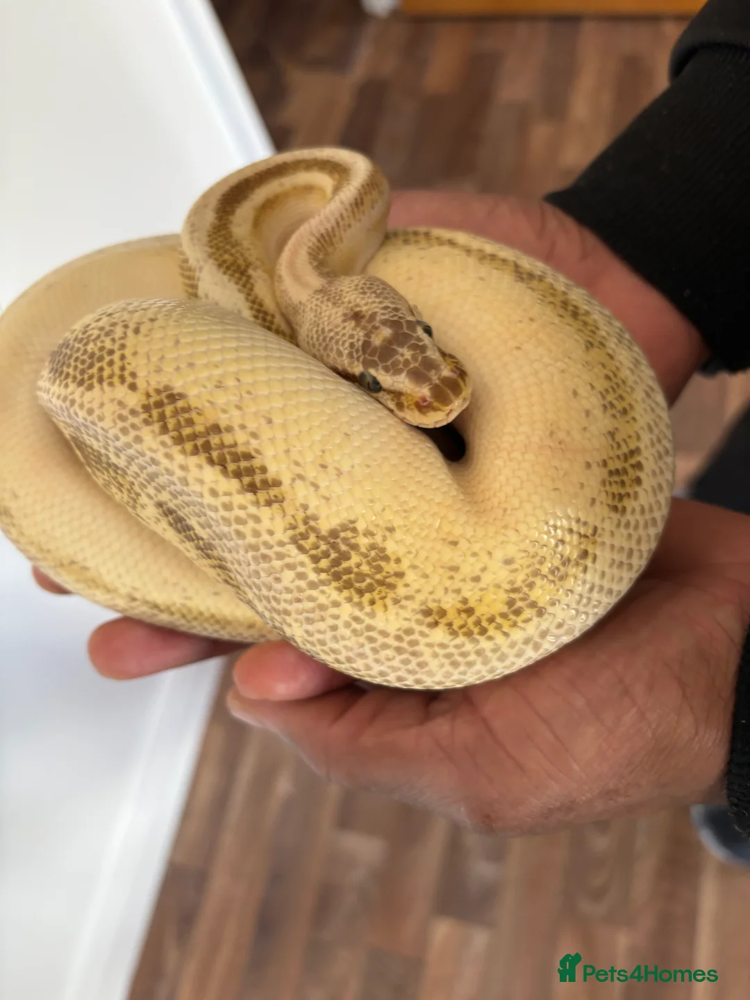 Python Snake reptiles for sale: Male Python (open to offers)  - Advert 5