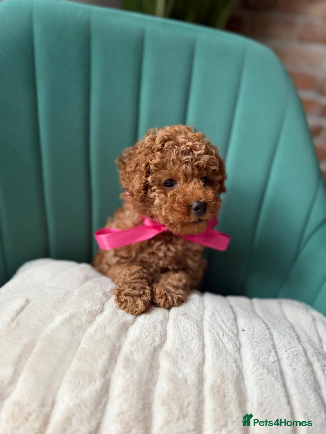 Toy Poodle dogs for sale: Tiny Red toy 🧸 poodle ✨💖 - Advert 7