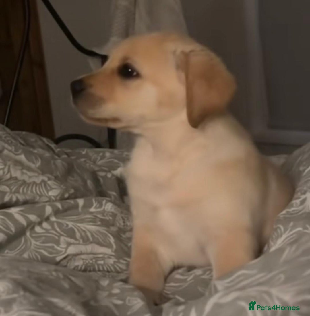 Labrador Retriever dogs for sale: Labrador retriever puppie for sale  - Advert 3