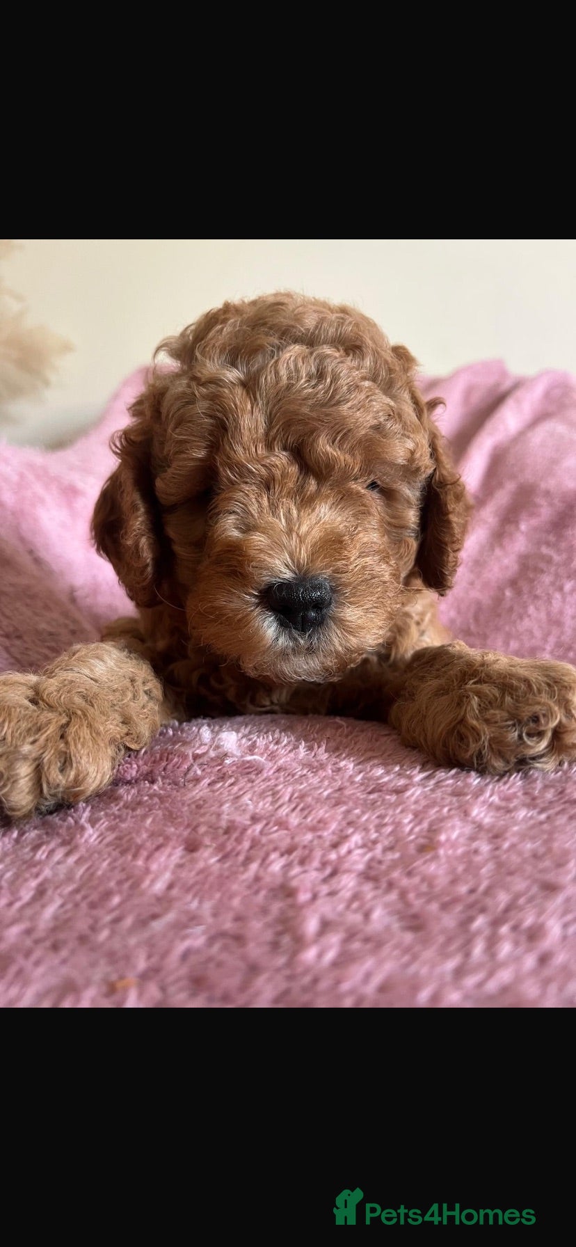 Cockapoo dogs Ready to leave last 2 cockapoo boys 🐶 - Advert 4
