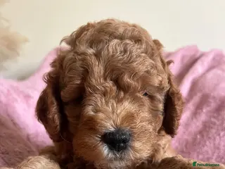 Cockapoo dogs Ready to leave last 2 cockapoo boys 🐶 - Advert 4