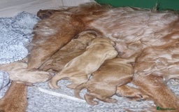 Mixed Breed dogs for sale: Vizslapoo/ Cockapoo puppies - Image 5