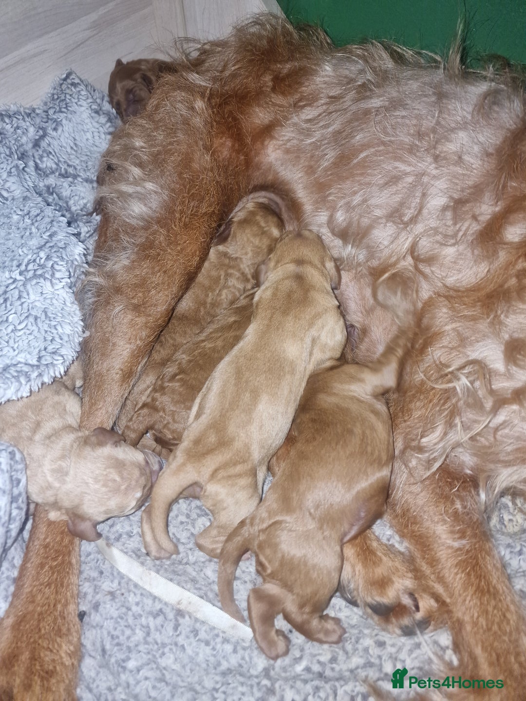 Mixed Breed dogs for sale: Vizslapoo/ Cockapoo puppies - Image 5