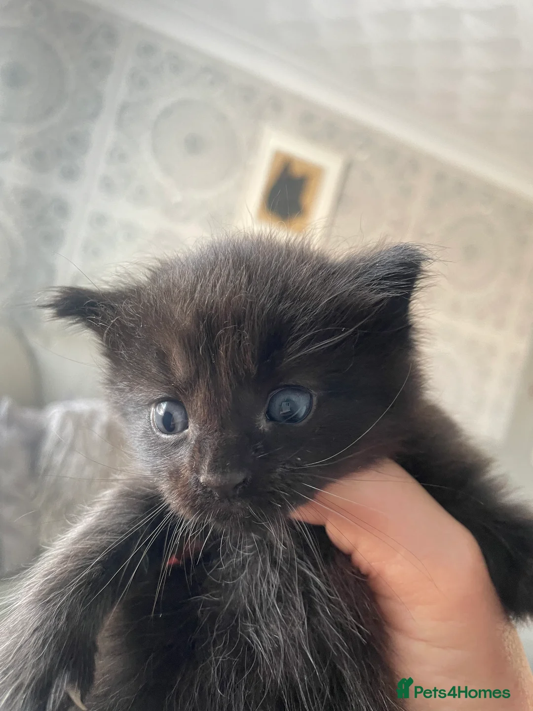 Maine Coon cats for sale: Maine coon kittens - Advert 15