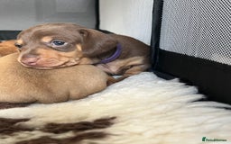 Miniature Dachshund dogs for sale: KC Miniature Dachshunds - Image 4